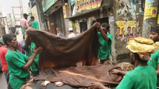 গরুর চামড়ার দাম গরুর চামড়ার দাম